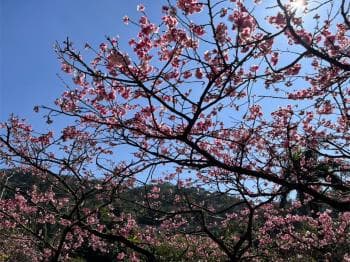 花園新城青森雅居 - 花園新城 物件封面